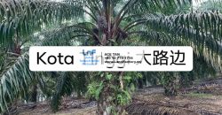 Kota Tinggi – Agricultural Land – SALE