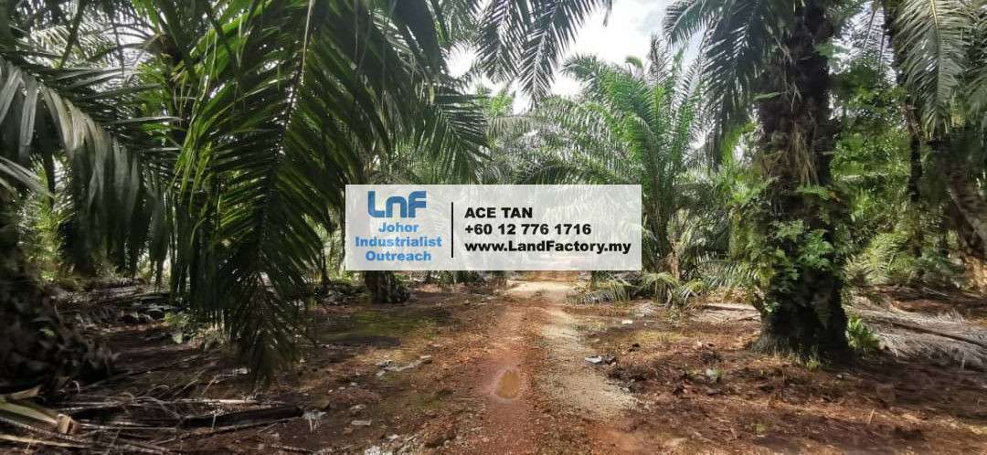 Pontian – Agriculture Land – SALE