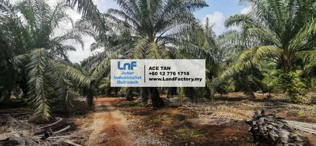 Pontian – Agriculture Land – SALE