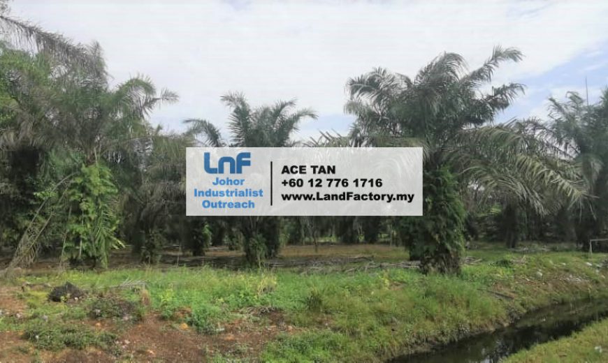 Pekan Nanas – Agriculture Land – SALE