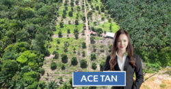 Simpang Renggam – Agriculture Land – FOR SALE