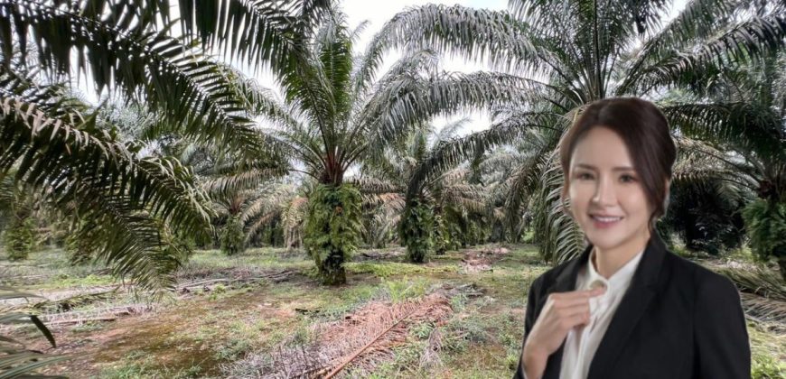Pekan Nanas – Agriculture Land – FOR SALE