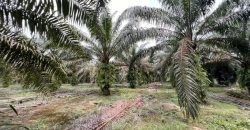 Pekan Nanas – Agriculture Land – FOR SALE