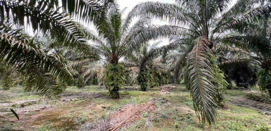 Pekan Nanas – Agriculture Land – FOR SALE