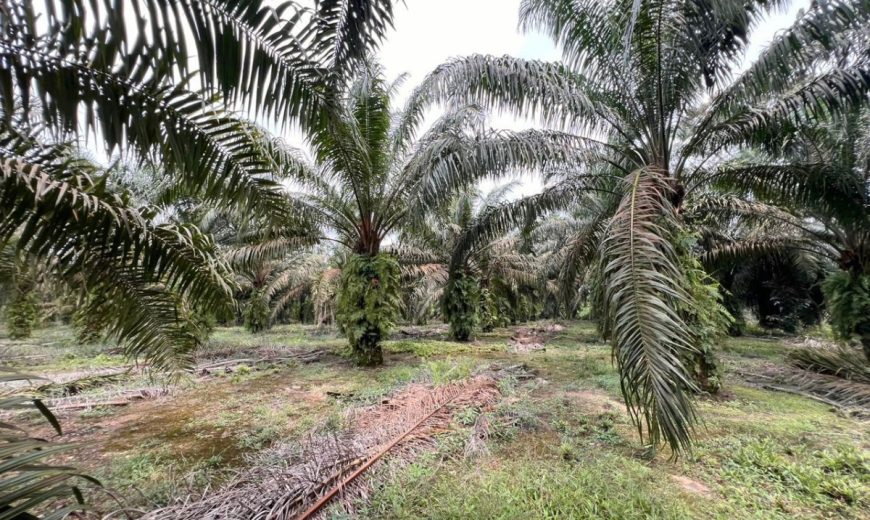 Pekan Nanas – Agriculture Land – FOR SALE