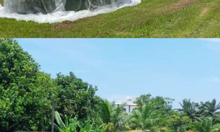Pekan Nanas – Industrial Land – FOR SALE